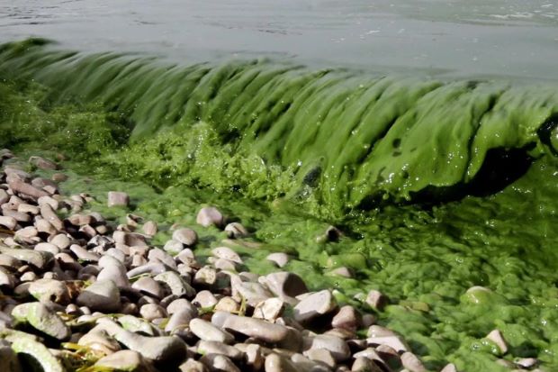 Algae